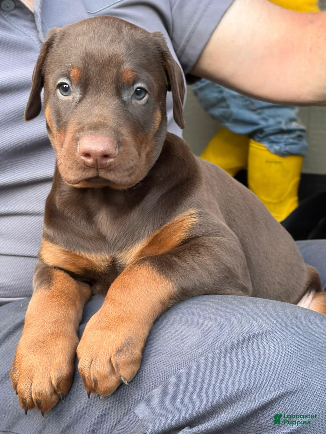 Doberman Pinscher dogs for sale: Doberman Pinscher Puppy 1 - Ad 2