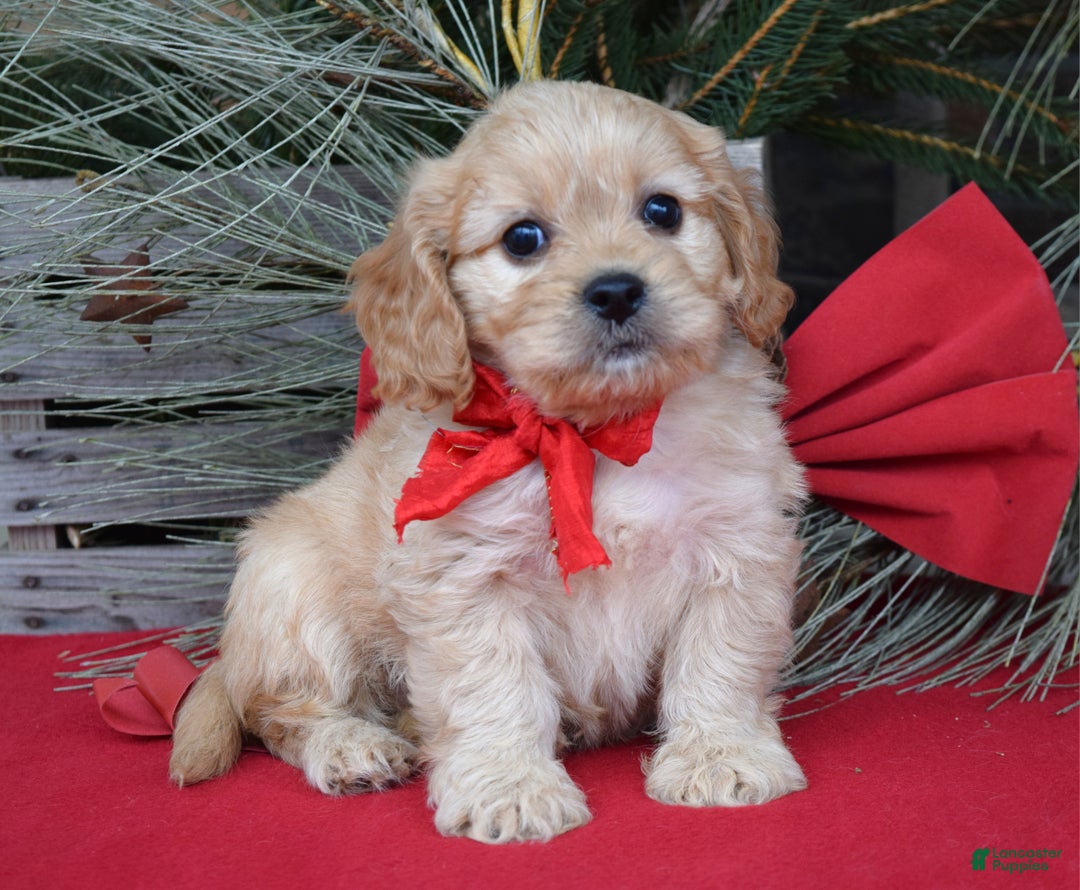 Cavachon dogs for sale: Corbin - Ad 3