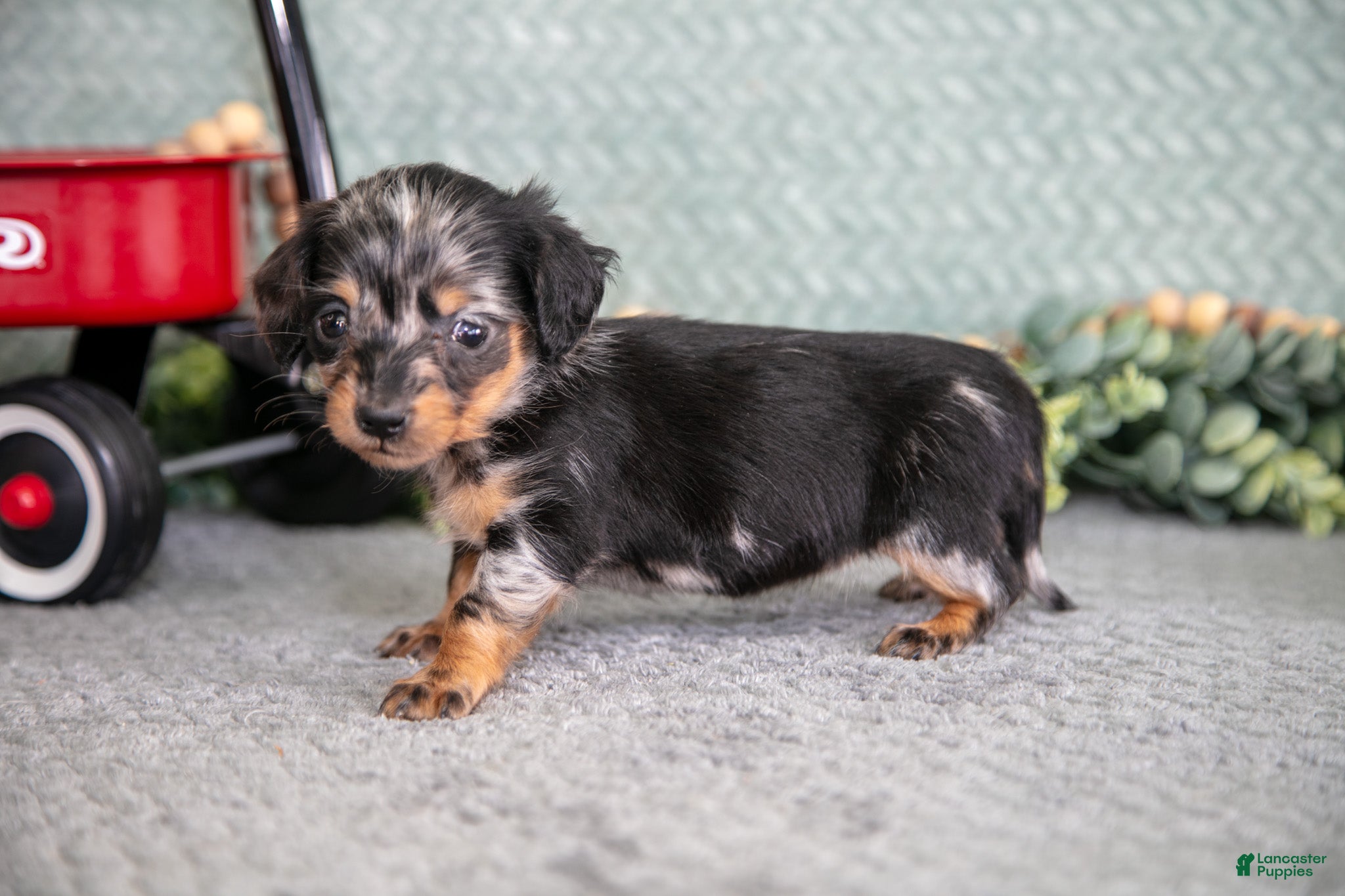 Miniature Dachshund dogs Bitty - Ad 2