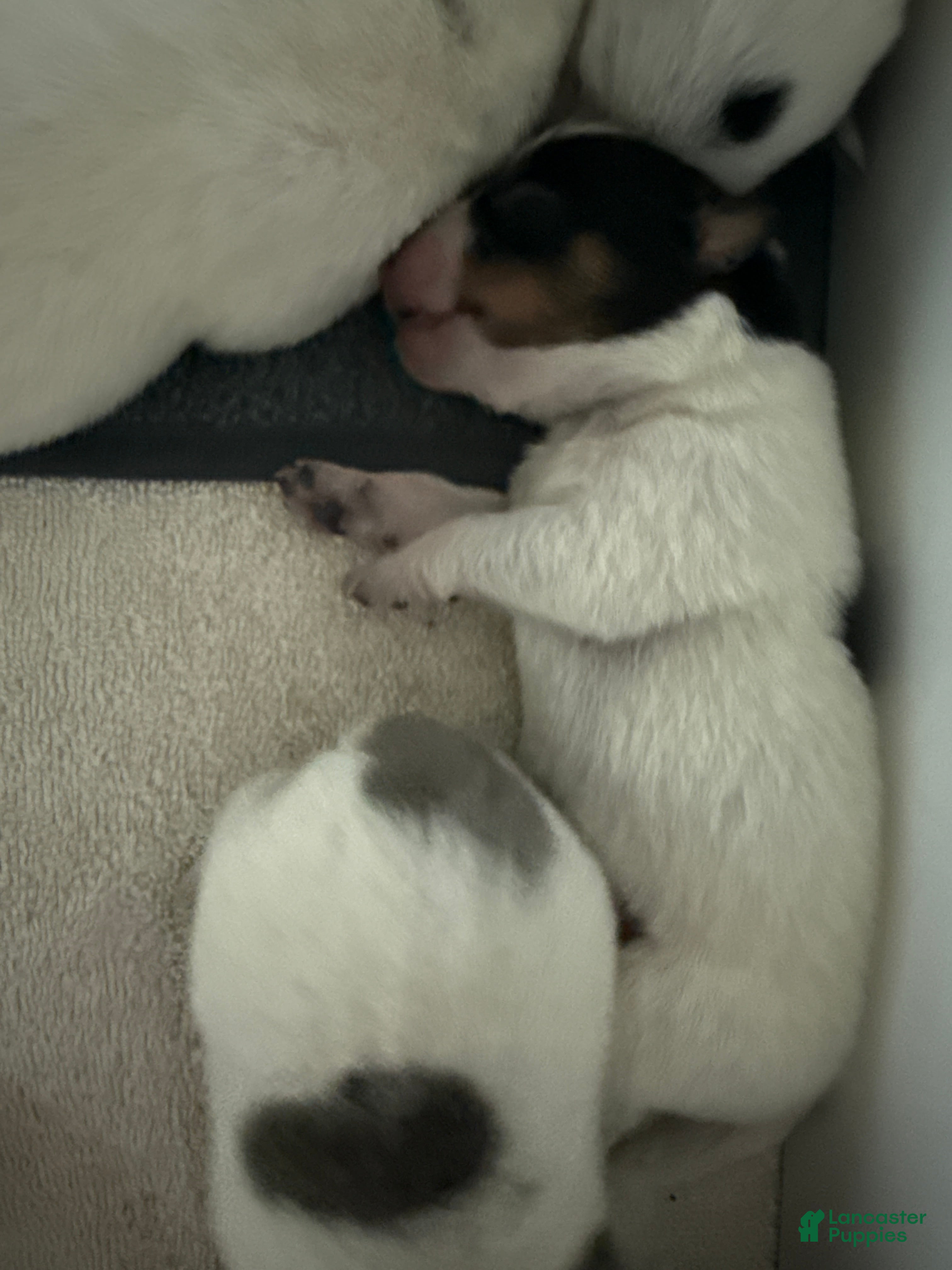 Australian Cattle Dog dogs Puppy 4 - Ad 3