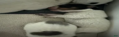 Puppy 4
