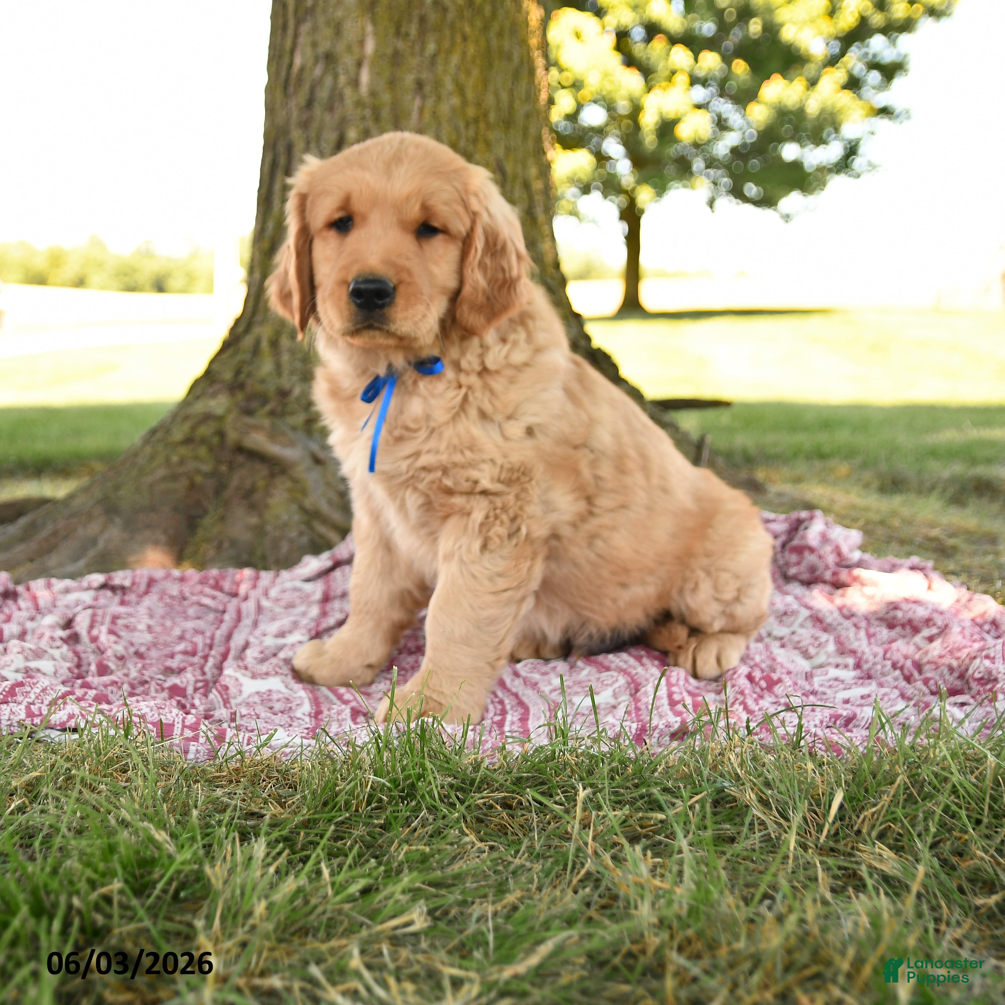 Golden Retriever dogs for sale: King Blue - Ad 1
