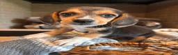 Beagle dogs for sale: Buddy - Ad 4