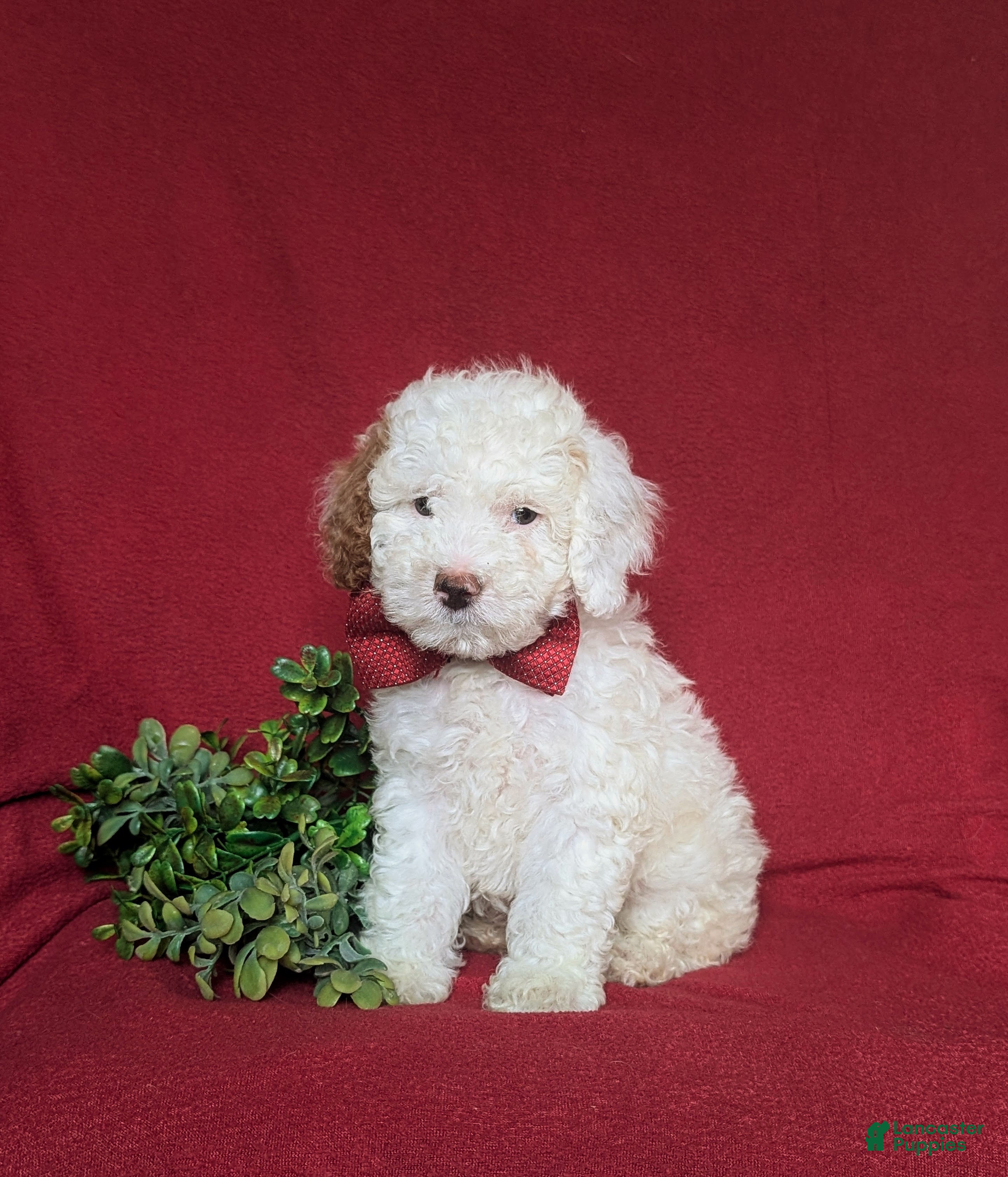 Miniature Poodle dogs for sale: Westin 11 lbs Full Grown - Ad 2