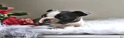 Boston Terrier dogs for sale: Pepper - Ad 4