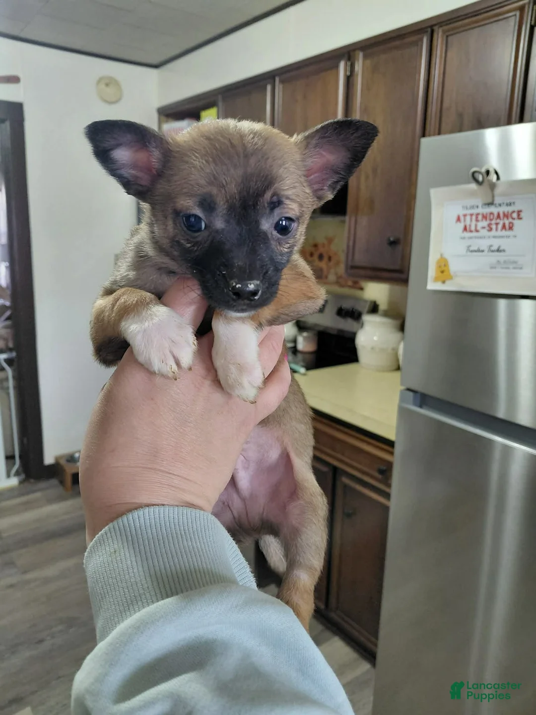 Mixed Breed dogs for sale: Rico - Ad 1