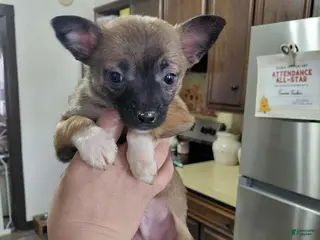 Mixed Breed dogs Rico - Ad 5