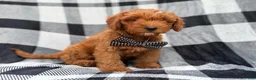 Cavapoo dogs for sale: Benny - Ad 7