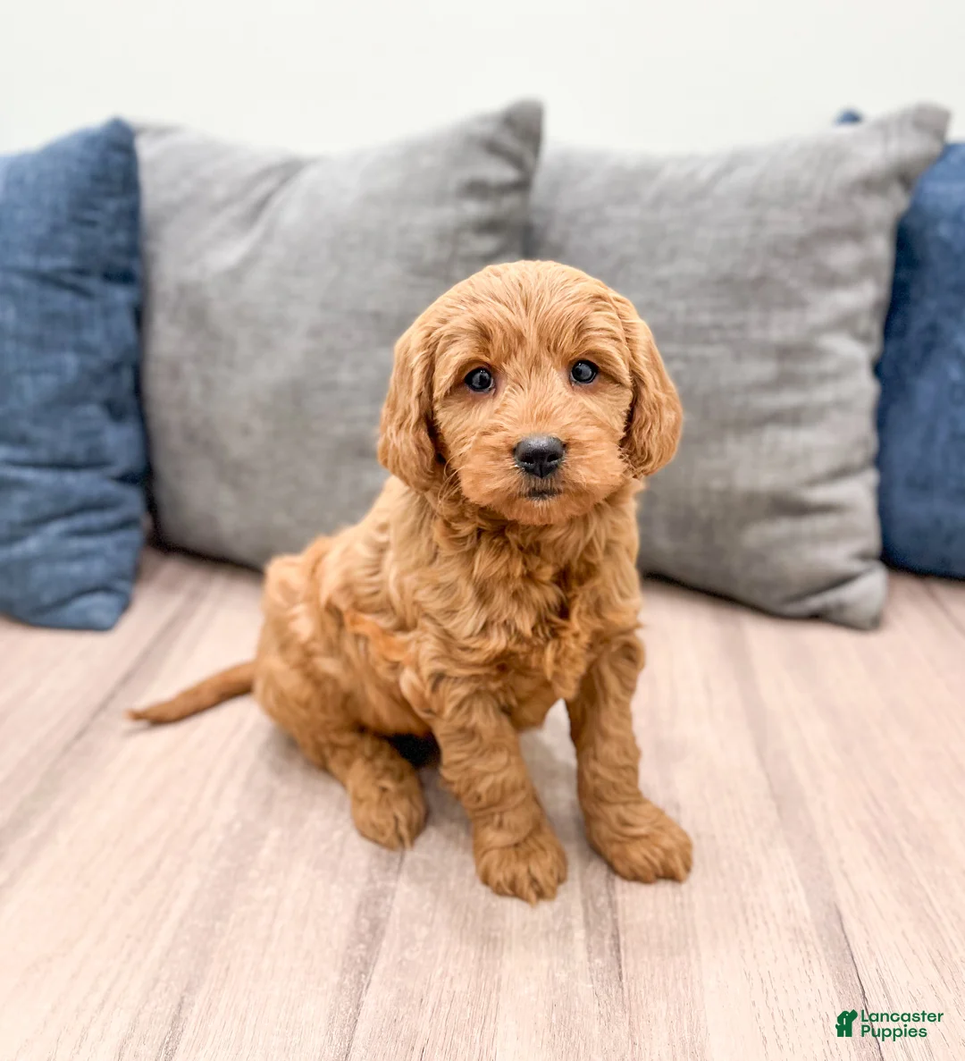 Mini Goldendoodle dogs for sale: Remi - Ad 1