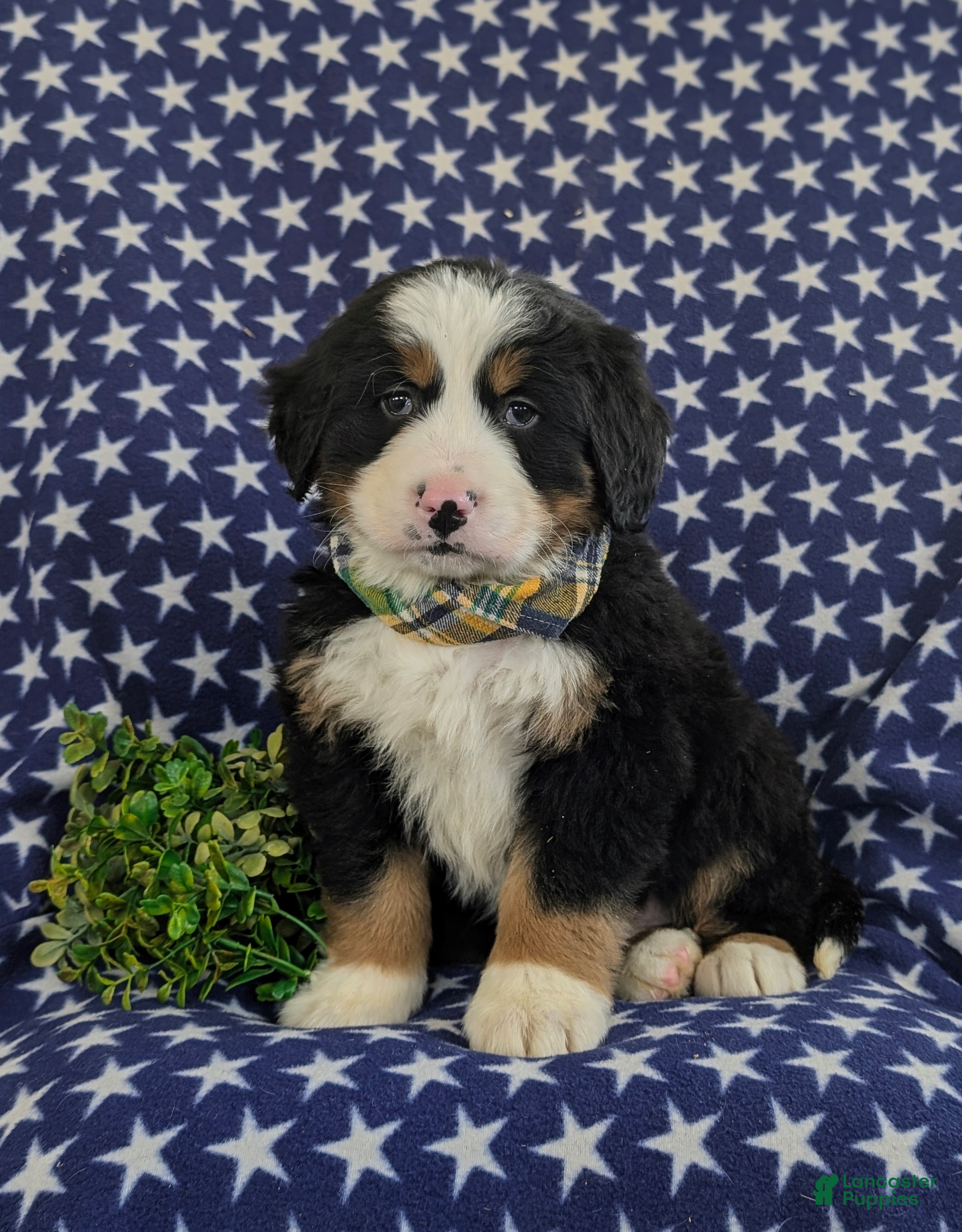 Bernese Mountain Dog dogs Donegan - Ad 29