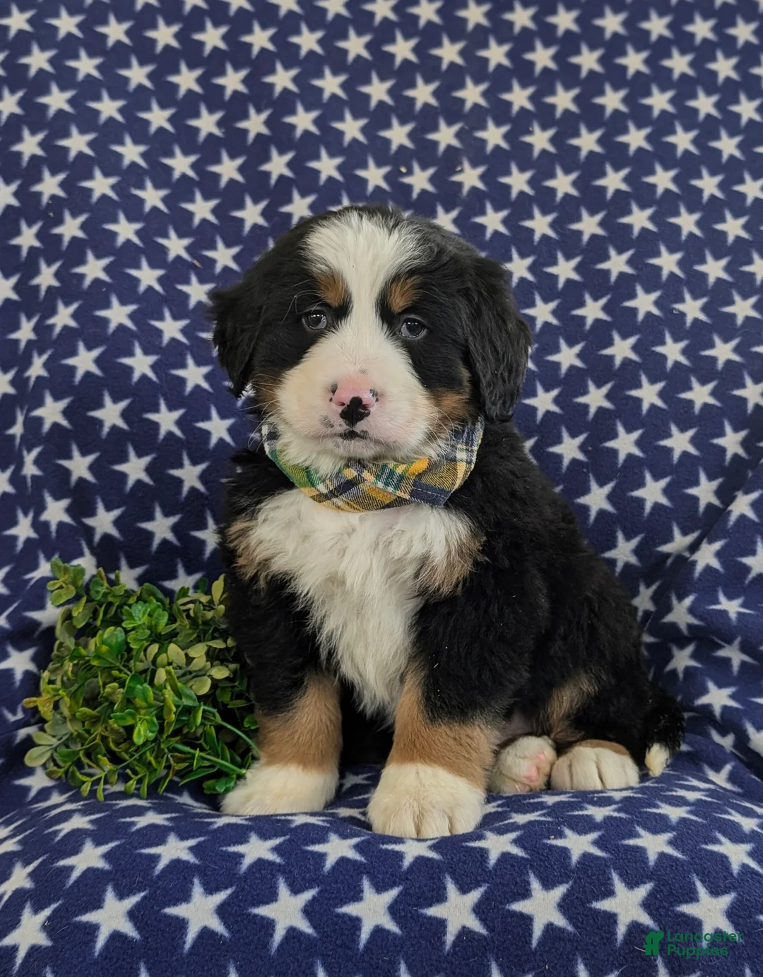 Bernese Mountain Dog dogs for sale: Donegan - Ad 1