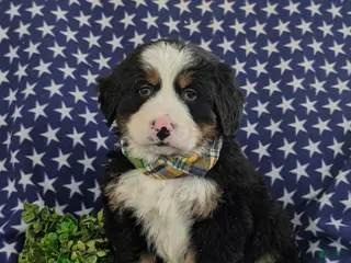 Bernese Mountain Dog dogs Donegan - Ad 29