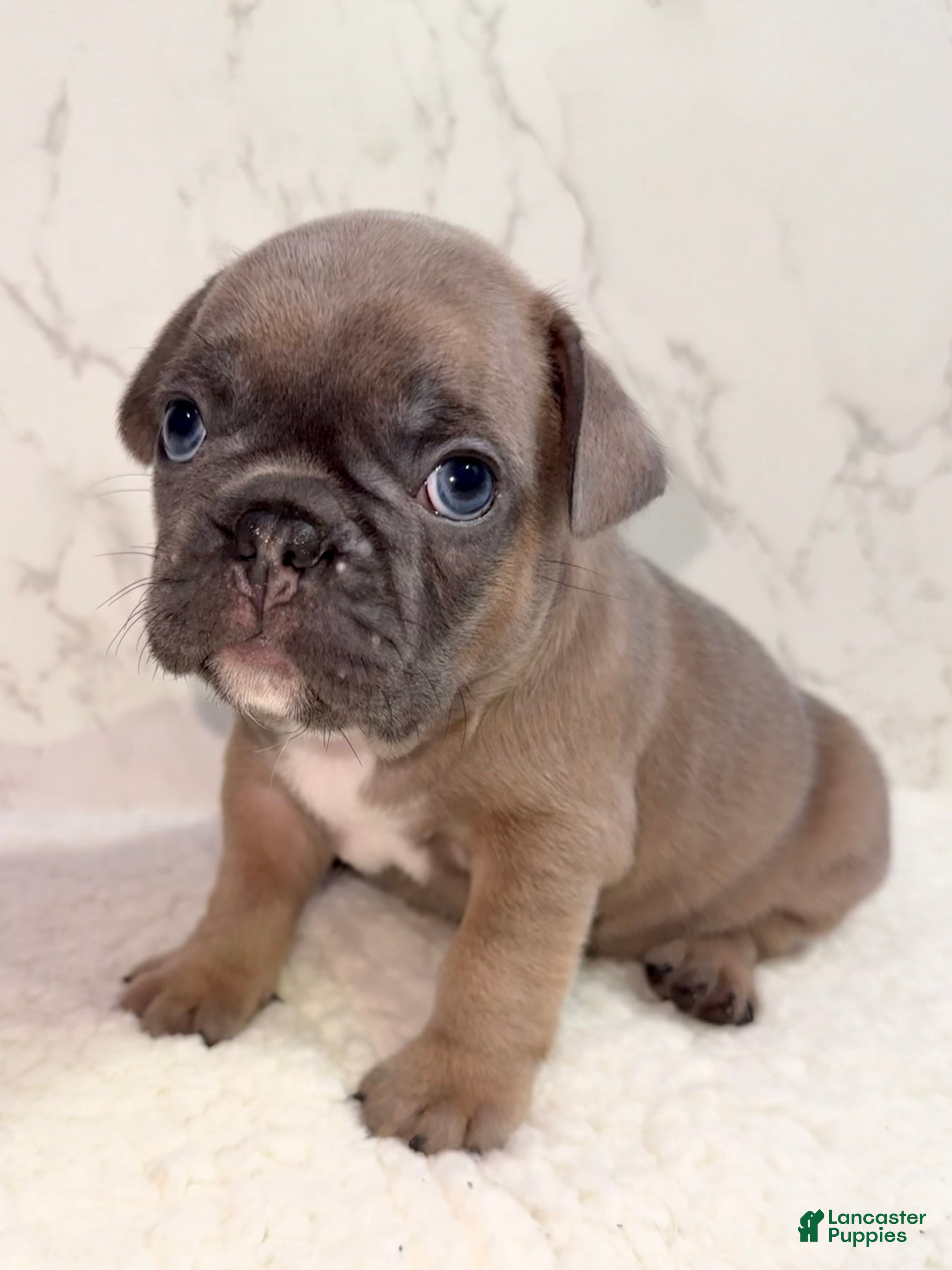 French Bulldog dogs Star - Ad 8
