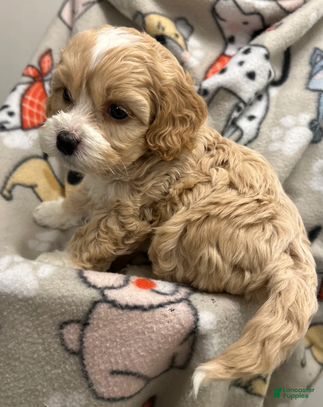 Cockapoo dogs for sale: Cockapoo Puppy 3 - Ad 1