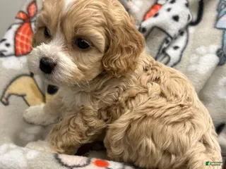 Cockapoo dogs Cockapoo Puppy 3 - Ad 1