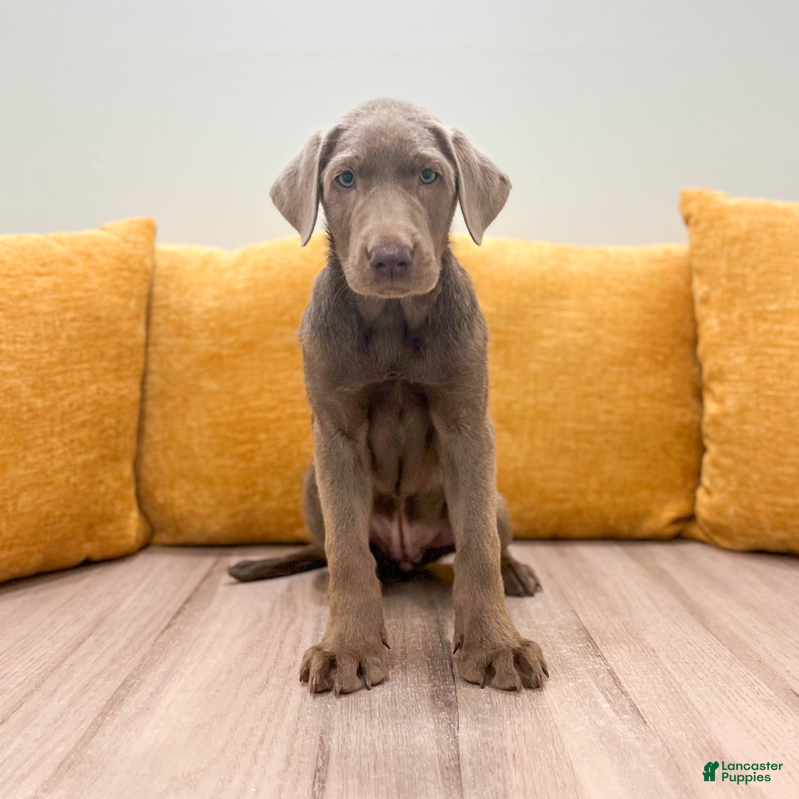 Labrador Retriever dogs Bella - Ad 2