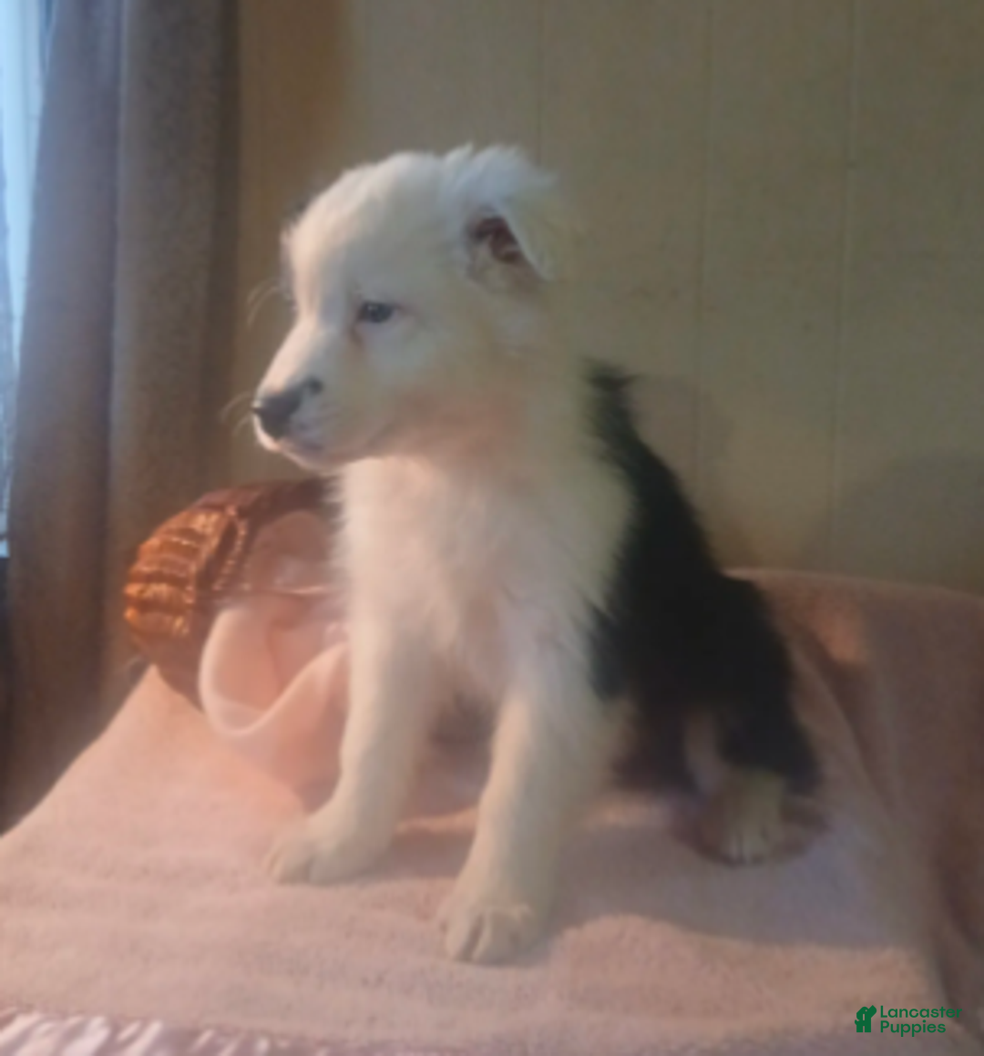 Australian Shepherd dogs for sale: Cinne - Ad 3