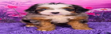 Shane Munchkin Bernedoodle