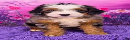 Mini Bernedoodle dogs for sale: Shane Munchkin Bernedoodle - Ad 1