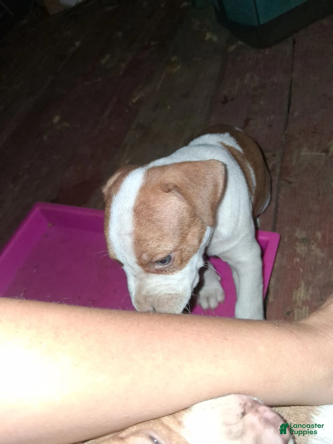 American Pit Bull Terrier dogs for sale: American Pit Bull Terrier 8 - Ad 21