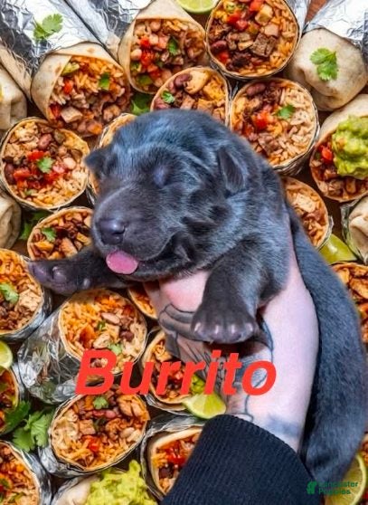 German Shepherd dogs Burrito - Ad 16