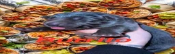 German Shepherd dogs for sale: Burrito - Ad 1