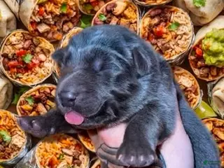 German Shepherd dogs Burrito - Ad 16