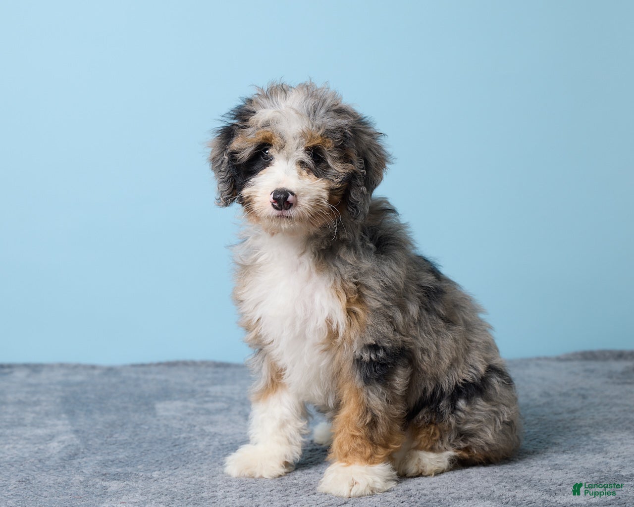 Mini Bernedoodle dogs Dixie - Ad 2