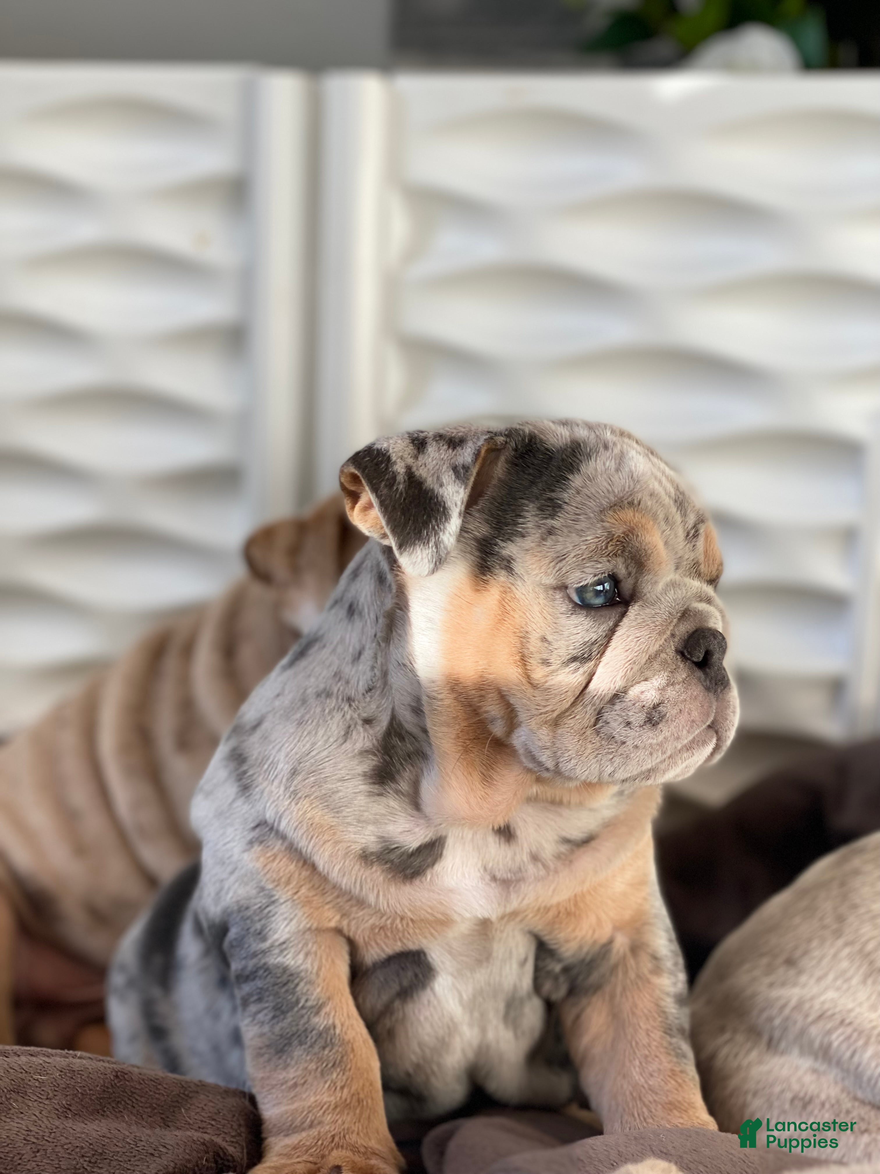 English Bulldog dogs Dawn - Ad 16