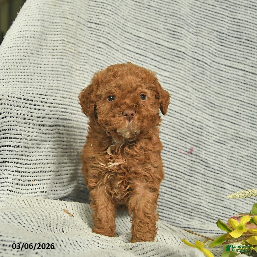 Miniature Poodle dogs Thomas  - Ad 1