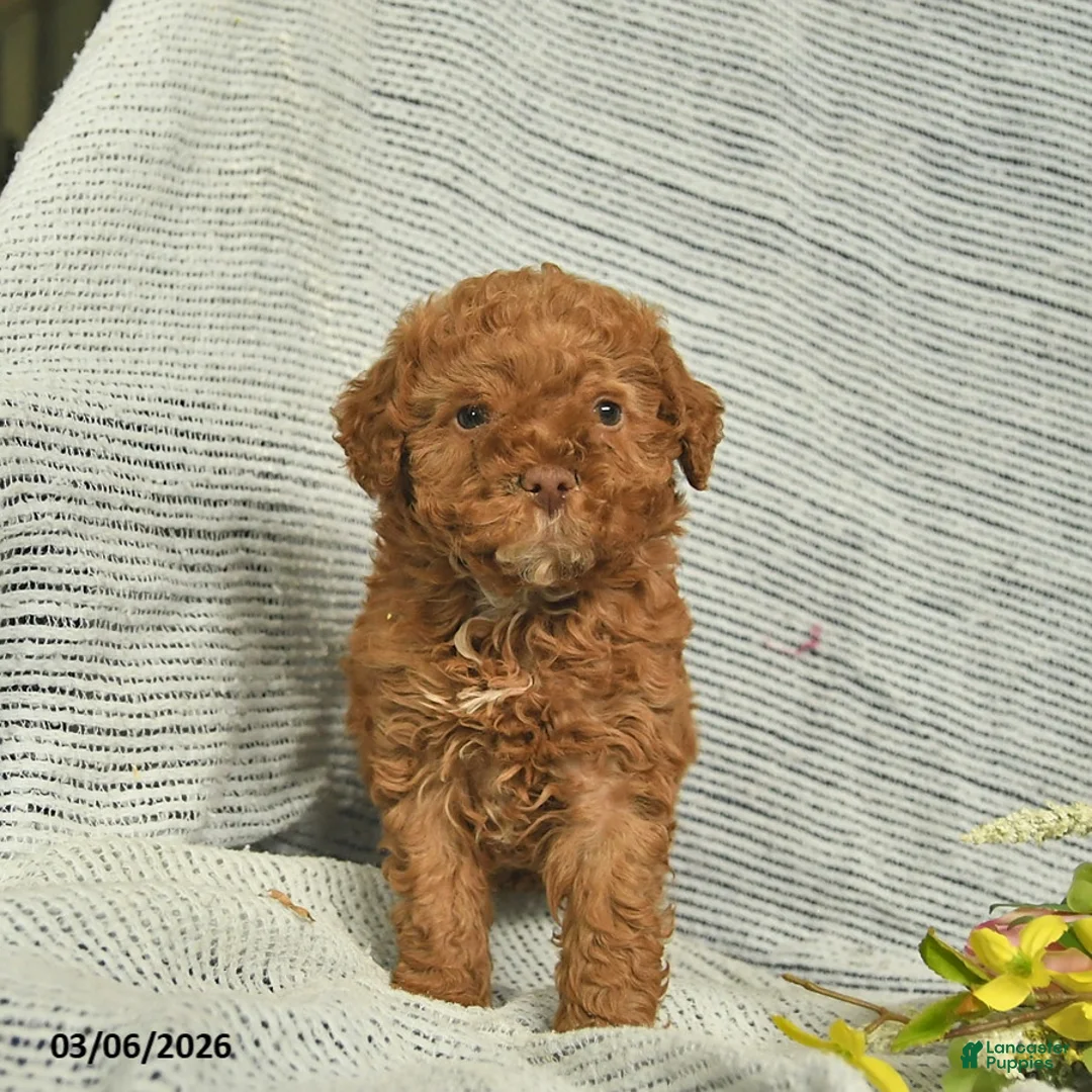 Miniature Poodle dogs for sale: Thomas  - Ad 1