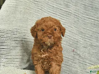 Miniature Poodle dogs for sale: Thomas - Ad 2