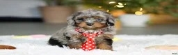 Cavapoo dogs for sale: Carter - Ad 6