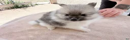 Pomeranian dogs for sale: Mezi - Ad 4