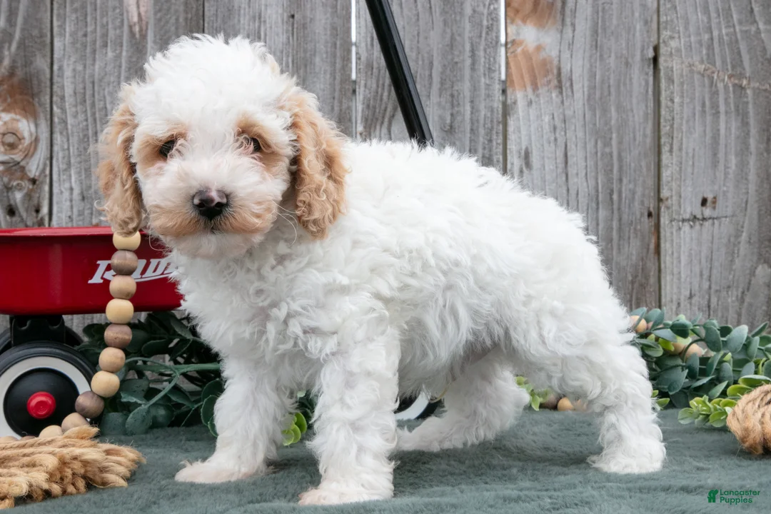 Toy Poodle dogs for sale: Dimple - Ad 1