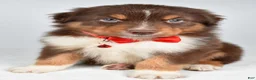 Australian Shepherd dogs for sale: Blake - Ad 3