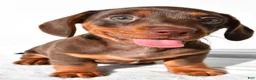 Dachshund dogs for sale: Daisy - Ad 1