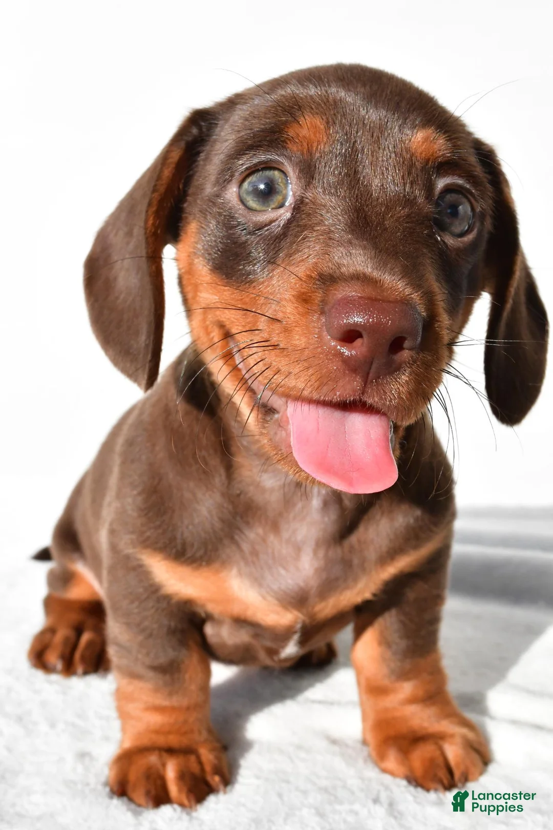 Dachshund dogs for sale: Daisy - Ad 1