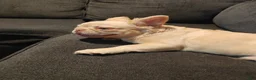 French Bulldog dogs for sale: Bentley - Ad 1