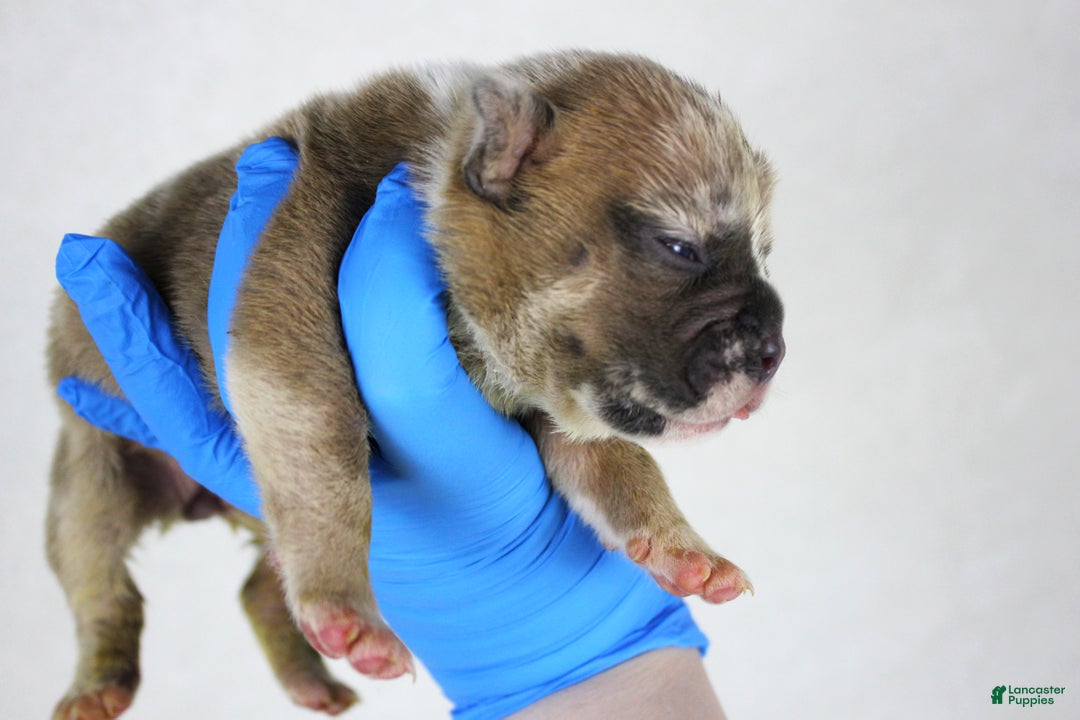 American Bully dogs for sale: Fawn Merle Female (blue mask) - Ad 3