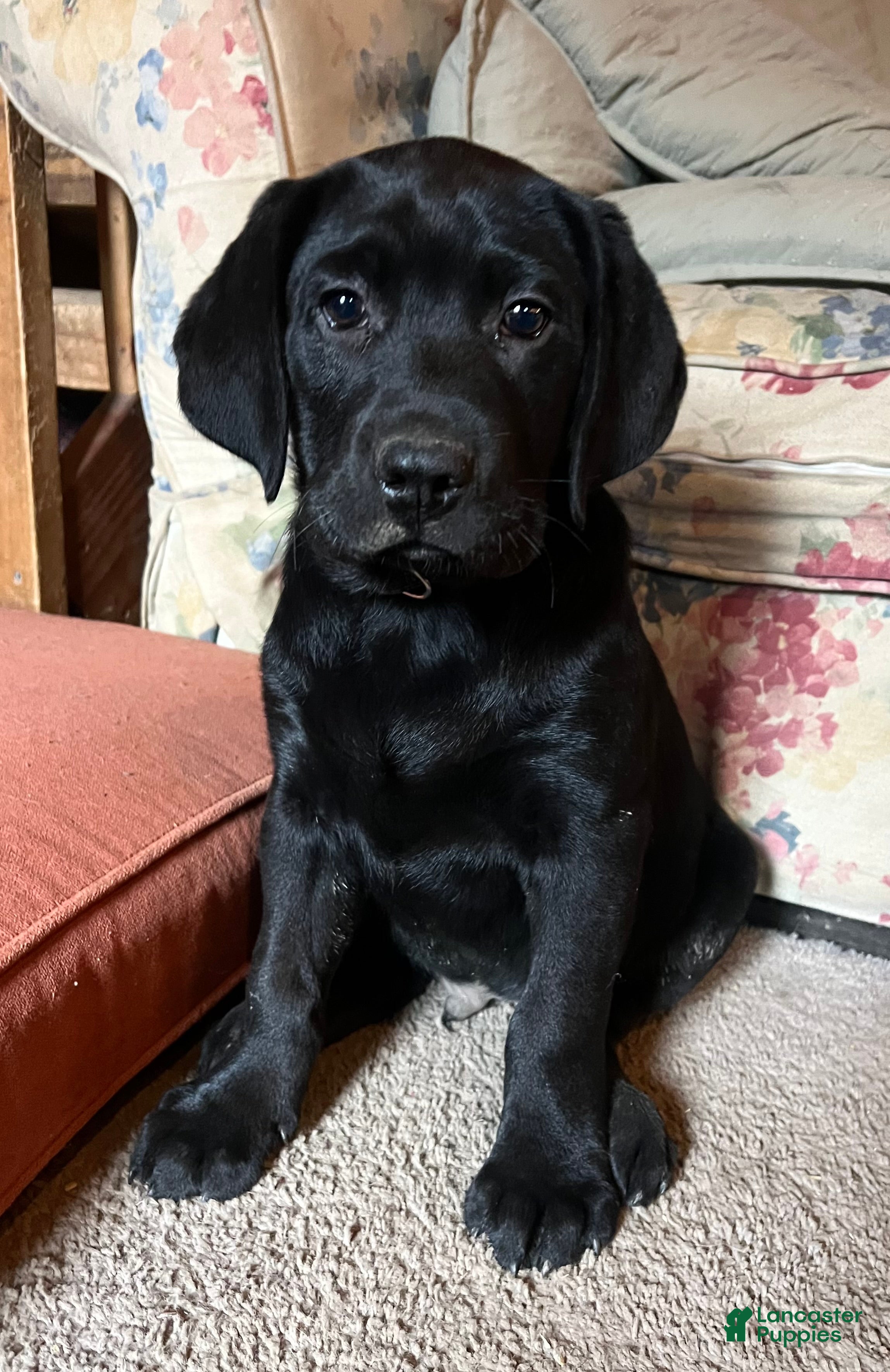 Labrador Retriever dogs Breve - Ad 6