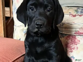 Labrador Retriever dogs Breve - Ad 6