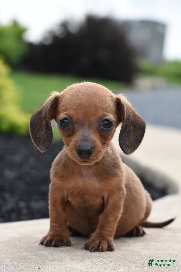 Miniature Dachshund dogs Yolette - Ad 1