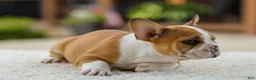 French Bulldog dogs for sale: Oasis – Fawn/White - Ad 11