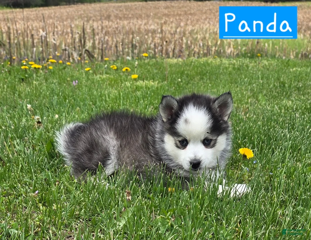 Pomsky dogs for sale: Panda - Ad 1