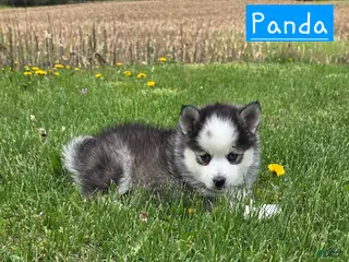 Pomsky dogs for sale: Panda - Ad 2