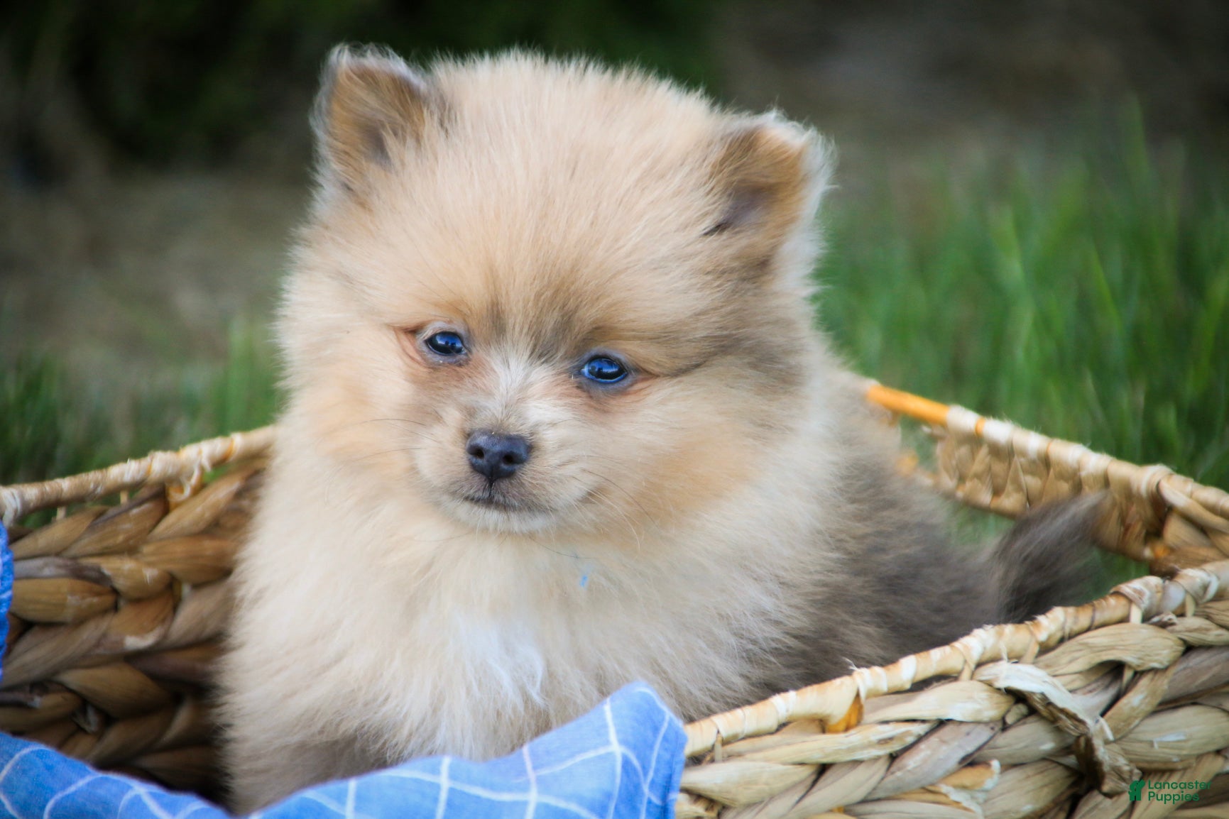 Pomeranian dogs Berlioz Pomeranian  - Ad 2