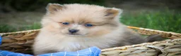 Pomeranian dogs for sale: Berlioz Pomeranian  - Ad 2
