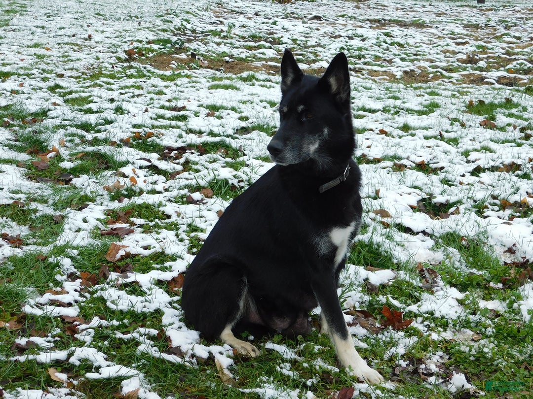 German Shepherd dogs for sale: Sparkle - Ad 4