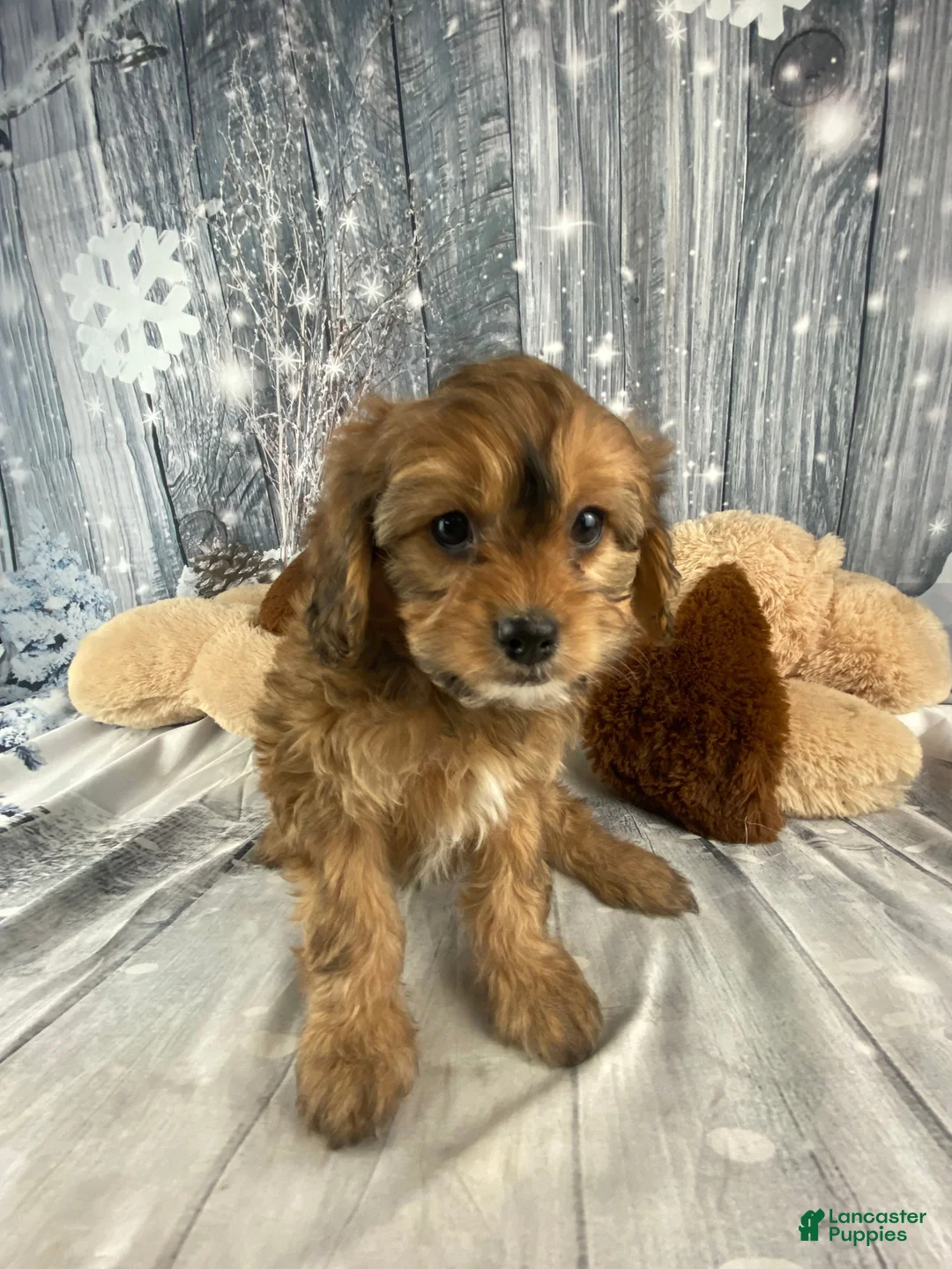 Cavapoo dogs for sale: Lady - Ad 5